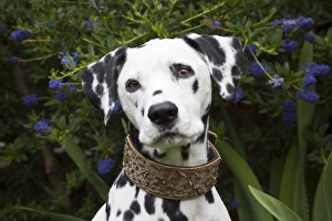 Companion Prints: Portrait of a Dalmation sitting with dark purple flowers