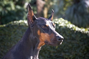 Images Dated 31st December 2011: Portrait of a Doberman Pinscher with a green background and early morning light