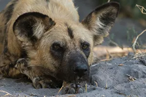 Wild Dog Prints: Portrait of an endangered African wild dog