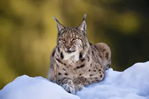 Images Dated 1st March 2009: Portrait of Eurasian Lynx (Lynx lynx), subspecies carpathica, in winter and snow, captive
