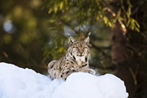 Enclosure Prints: Portrait of Eurasian Lynx (Lynx lynx), subspecies carpathica, in winter and snow, captive