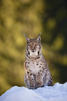 Images Dated 1st March 2009: Portrait of Eurasian Lynx (Lynx lynx), subspecies carpathica, in winter and snow, captive