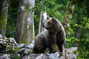 Portrait of a European brown bear, Ursus arctos, in the Slovenian forest. Notranjska, Slovenia