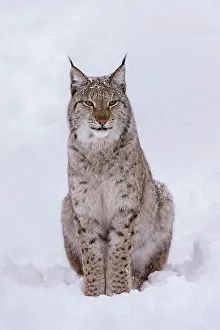 Portrait of a European lynx, sitting in the snow. Polar Park, Bardu, Troms, Norway