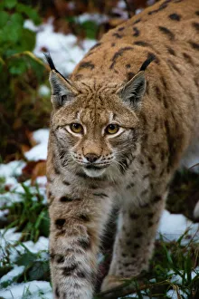 Lynx Prints: Portrait of a European lynx, walking in snow