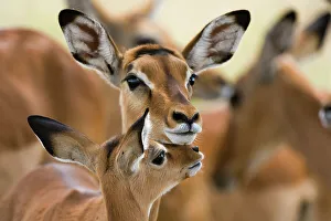 Herbivorous Prints: Portrait of a female Impala with its calf
