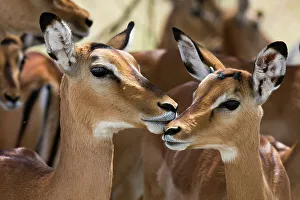 Nature Reserve Prints: Portrait of a female impala and a young mal, Aepyceros melampus