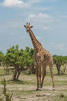 Giraffe Prints: Portrait of a female southern giraffe