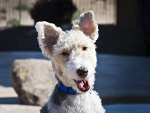 Collar Prints: Portrait of a Fox Terrier puppy sitting poolside