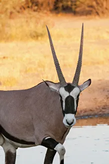 Portrait of a gemsbok, Oryx gazella, looking at the camera. Central Kalahari Game Reserve, Botswana