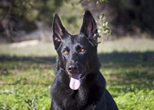 Portrait of a German Shepherd sitting in a green field
