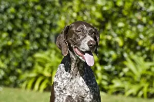 Portrait of a German Shorthaired Pointer sitting with green background