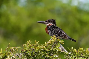 Perching Prints: Portrait of a giant kingfisher