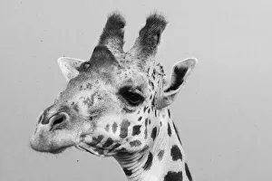 Eastern Africa Prints: Portrait of a giraffe, Giraffa camelopardalis, Tsavo, Kenya