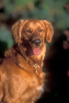 Companion Prints: A portrait of a golden retriever in late day light