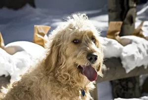 Portrait of a Goldendoodle sitting in the snow