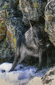 Staring Prints: Portrait of Gray Wolf, Montana