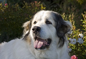 Nostalgia Prints: Portrait of a Great Pyrenees with afternoon light
