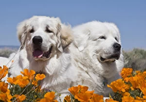 Images Dated 11th April 2008: Portrait of two Great Pyrenees lying in a field of wild Poppy flowers in Antelope