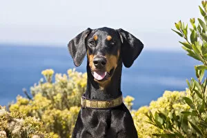 Portrait of a happy Doberman with surrounded by yellow flowers