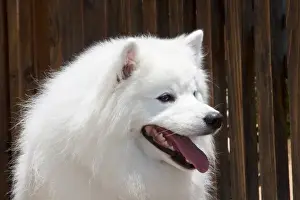 Portrait headshot of an American Eskimo dog sitting with a wooden fence backfround