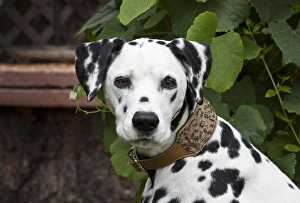 Companion Prints: Portrait headshot of a Dalmation sitting
