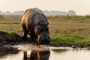 Khwai Concession Prints: Portrait of a hippopotamus, Hippopotamus amphibius