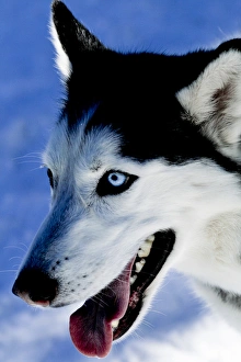 Images Dated 25th January 2010: Portrait of a Husky, Santa Fe, New Mexico, USA. PR