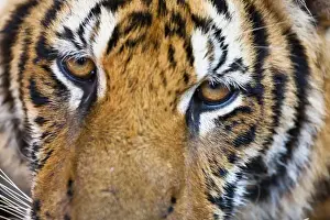 Images Dated 8th December 2009: Portrait, Indochinese tiger or Corbetts tiger (Panthera tigris corbetti)