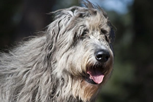 Images Dated 19th February 2006: Portrait of an Irish Wolfhound