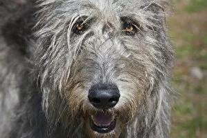 Images Dated 19th February 2006: Portrait of an Irish Wolfhound