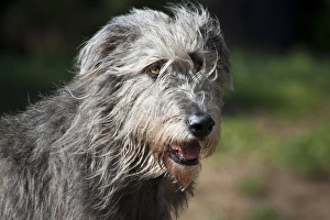 Images Dated 19th February 2006: Portrait of an Irish Wolfhound