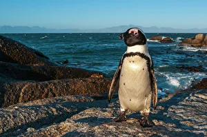 South Africa Prints: Portrait of a Jackass penguin, Speniscus demersus