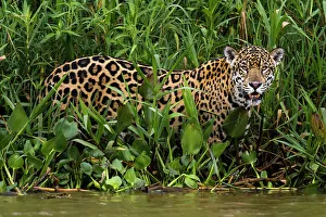 Mato Grosso Prints: Portrait of a Jaguar, Panthera onca