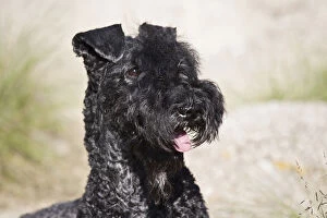 Images Dated 15th September 2006: Portrait of a Kerry Blue Terrier
