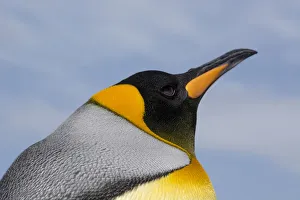 Prints of Portrait of a King penguin, Aptenodytes patagonica Images Dated 2016 December: Portrait of a King penguin, Aptenodytes patagonica
