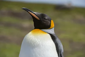 Prints of Portrait of a King penguin, Aptenodytes patagonica Images Dated 2016 December: Portrait of a King penguin, Aptenodytes patagonica