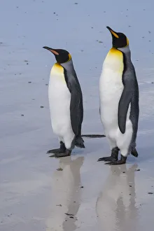 Prints of Portrait of two King penguins, Aptenodytes patagonica, on a white sandy beach Images Dated 2016 December: Portrait of two King penguins, Aptenodytes patagonica, on a white sandy beach