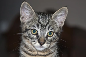 Sweet Prints: Portrait of a Kitten