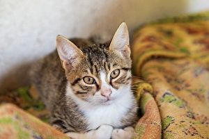 Looking At Camera Prints: Portrait of a kitten