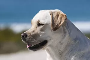 Portrait of Labrador (PR)