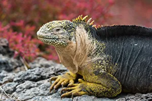 Galapagos Prints: Portrait of a land iguana, Conolophus Subcristatus. South Plaza Island, Galapagos, Ecuador