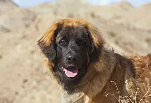 Portrait of a Leonberger (PR)