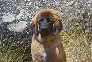 Portrait of a leonberger puppy (PR)