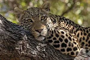 Relaxation Prints: Portrait of a leopard, Panthera pardus