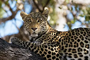 Relaxation Prints: Portrait of a leopard, Panthera pardus