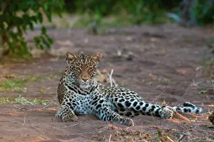 Leopard Prints: Portrait of a leopard, Panthera pardus, at rest. Mashatu Game Reserve, Botswana