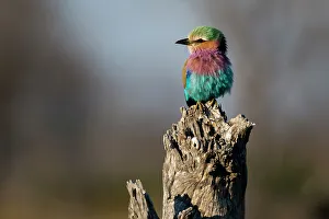 Perching Prints: Portrait of a lilac-breasted roller