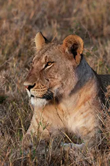 National Reserve Prints: Portrait of a lioness, Panthera leo, at rest. Masai Mara National Reserve, Kenya