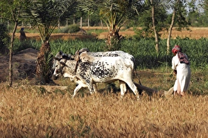 Images Dated 23rd April 2006: Portrait of a local man in agriculture in Faisalabad